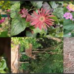 Flora & Fauna (2)